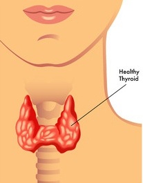 thyroid gland