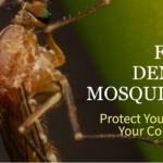 dengue_disease_mosquito
